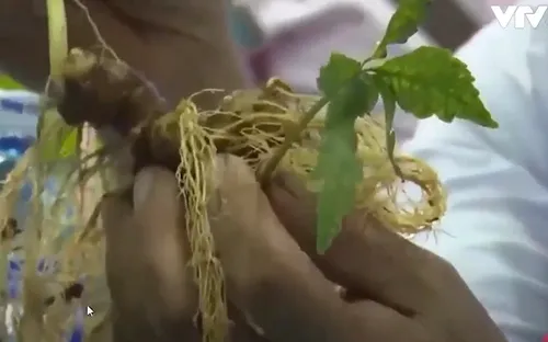 Kon Tum lo ngại hành vi trục lợi từ thương hiệu Sâm Ngọc Linh