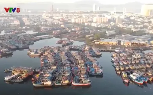 Tàu cá nằm bờ hàng loạt vì thiếu bạn thuyền