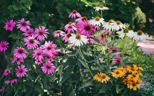 Những loại cây "tuyệt đẹp và dễ trồng"