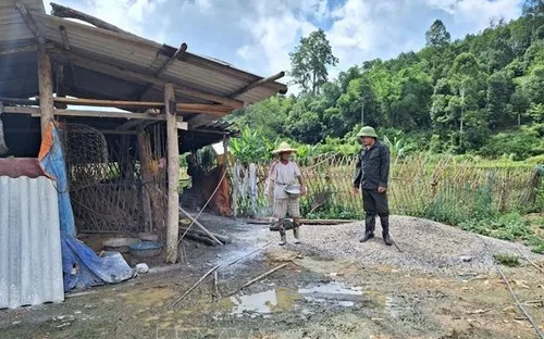 Bùng phát dịch tả lợn châu Phi ở Bắc Kạn