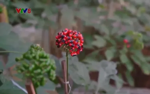 Rào cản khi trồng dược liệu dưới tán rừng