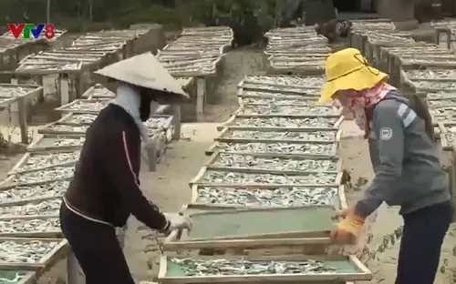 Giữ nghề truyền thống vùng biển