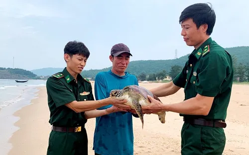 Thả rùa biển quý hiếm nặng hơn 11 kg về môi trường biển