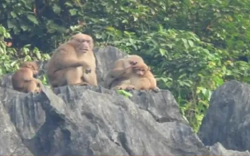 Xuất hiện nhiều đàn khỉ mốc quý hiếm tại Quảng Bình