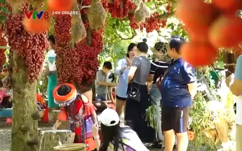 Mùa đỏ chín níu chân du khách