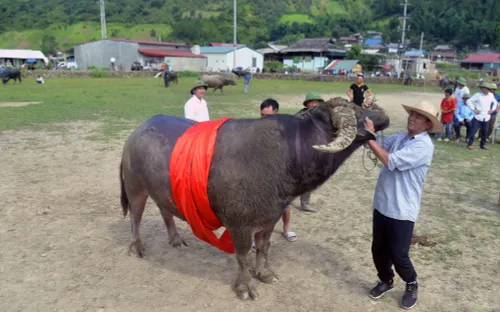 Gần 100 thí sinh tranh tài cuộc thi... "Hoàng tử trâu"