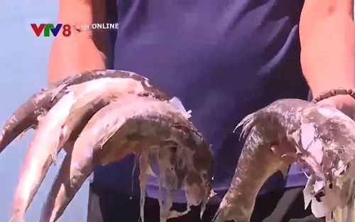 Quảng Trị: Hơn 10 tấn cá chết trong đầm nuôi