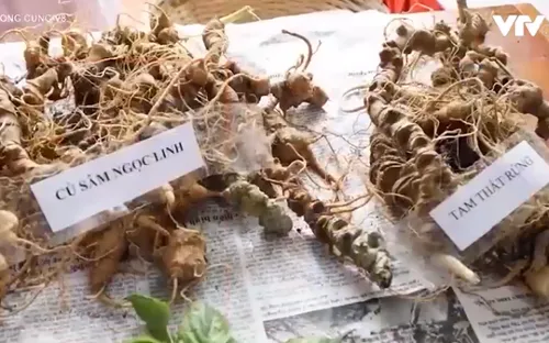 Khó khăn trong xử lý nạn buôn bán Sâm Ngọc Linh giả
