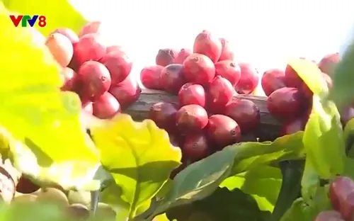 Nông dân phấn khởi khi cà phê được giá.