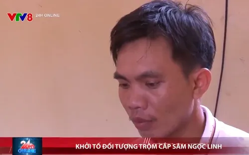 Quảng Nam khởi tố đối tượng trộm cắp sâm Ngọc Linh