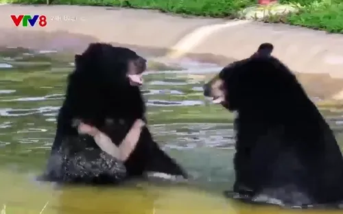 "Ngôi nhà hạnh phúc" của gấu