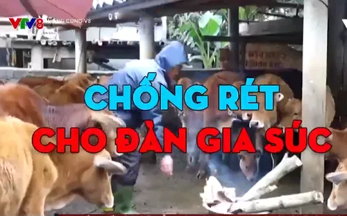 Miền Trung tăng cường phòng chống rét cho đàn gia súc