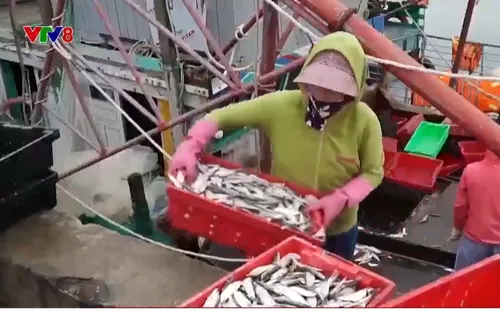 Chuyến biển đầu năm 2024 của ngư dân Miền Trung