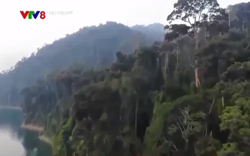 Vướng mắc trong đề án bán tín chỉ carbon rừng