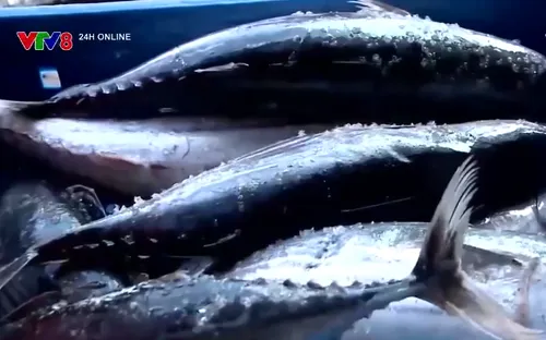 Những chuyến biển nhộn nhịp ngày giáp Tết ở Bình Định