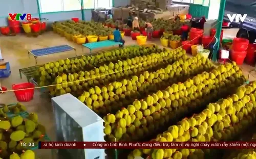 Đồng bào Tây Nguyên đẩy mạnh phát triển kinh tế nông nghiệp