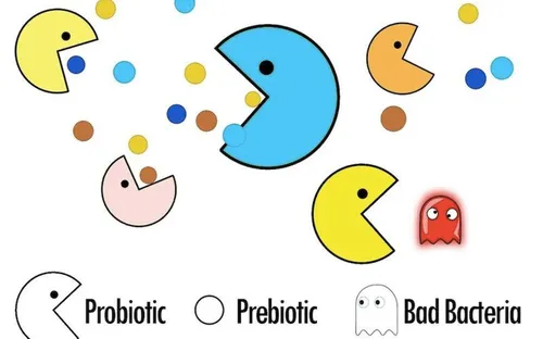 Vai trò của probiotics và prebiotics với sức khỏe phụ nữ