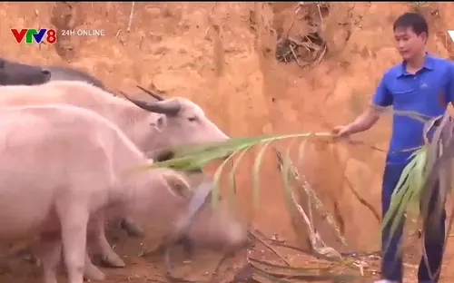 Tín dụng chính sách giúp đồng bào vùng cao thoát nghèo