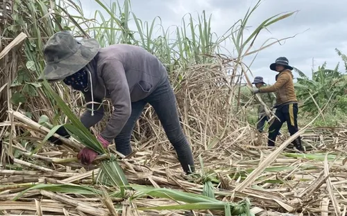 Giá mía cao kỷ lục, nông dân lãi đến 50 triệu đồng/ha