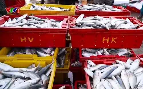 Ước vọng đầu năm mới của ngư dân miền Trung