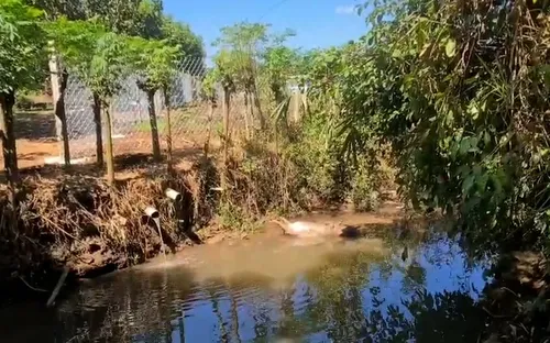 Đồng Nai: Lại xảy ra tình trạng vứt xác động vật chết xuống suối gây ô nhiễm