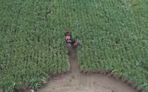 Người Ba Na làm cánh đồng mía lớn