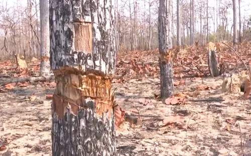 Gia Lai: Thêm một vụ phá rừng nghiêm trọng tại rừng phòng hộ Ia Mơ