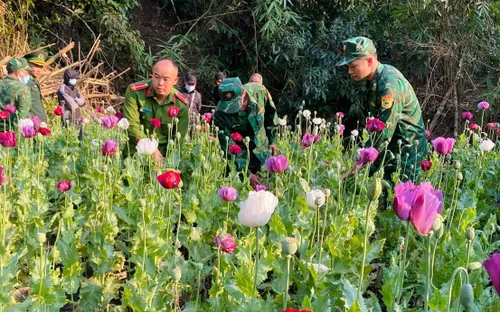 Phát hiện, phá nhổ khoảng 600 cây thuốc phiện được trồng xen lẫn rau cải