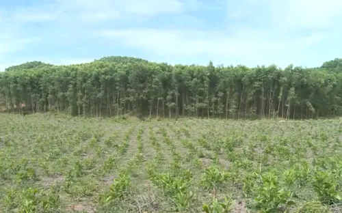 Thừa Thiên Huế: Trồng rừng hướng đến đa mục tiêu