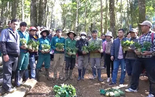 Sâm Ngọc Linh thay đổi cuộc sống người dân vùng sâu