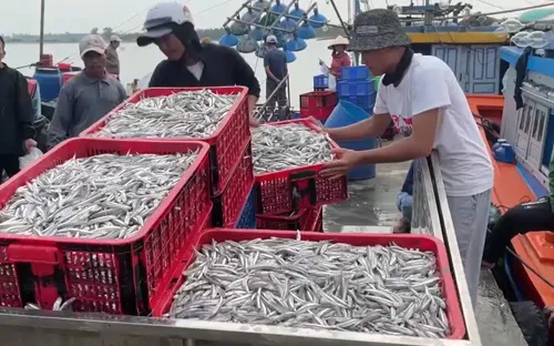 Ngư dân phấn khởi trong những chuyến biển cuối năm