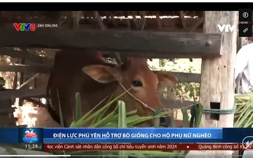 Điện lực Phú Yên hỗ trợ bò giống cho hộ phụ nữ nghèo