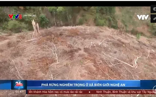 Phát hiện vụ phá rừng nghiêm trọng ở Nghệ An