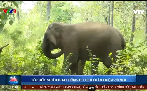 Đắk Lắk tổ chức nhiều hoạt động du lịch thân thiện với voi