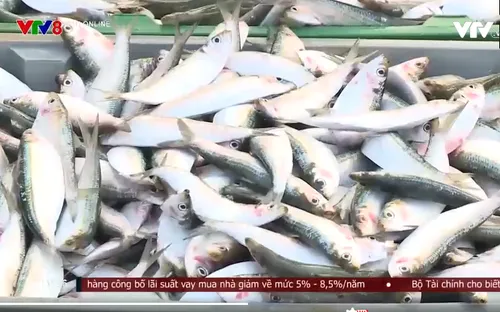 Ngư dân Hà Tĩnh trúng đậm cá trích biển