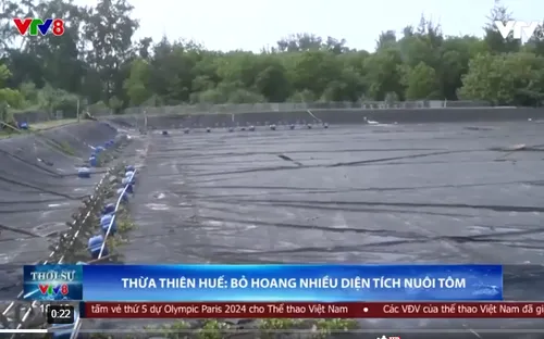 Thừa Thiên Huế: Nhiều diện tích nuôi tôm bị bỏ hoang do thua lỗ