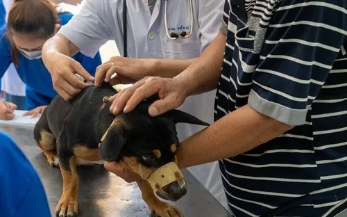 Tập trung thực hiện nghiêm công tác phòng, chống bệnh dại