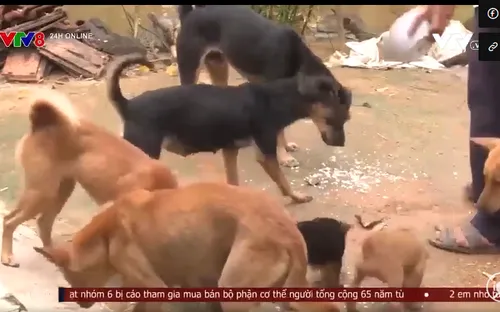 Gia tăng số người bị chó nghi dại cắn ở Phú Yên