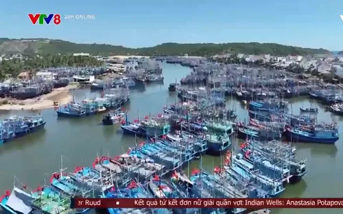 Bình Định tập trung khắc phục các khuyến nghị của EC để gỡ "thẻ vàng" IUU