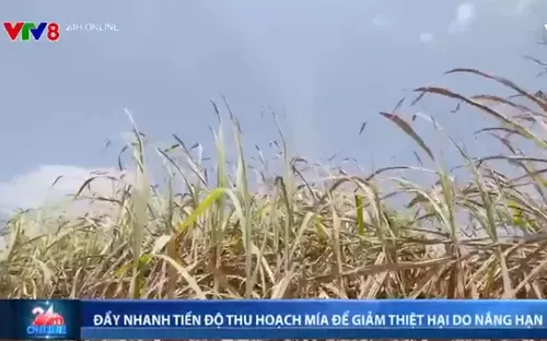 Đẩy nhanh tiến độ thu hoạch mía để giảm thiệt hại do nắng hạn