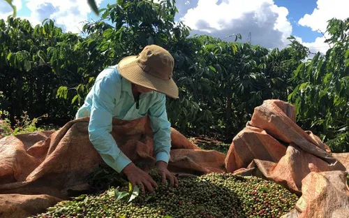 Cà phê Việt "thâm nhập" Algeria