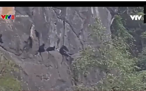 Phát hiện đàn voọc quý hiếm