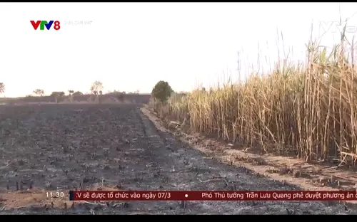 Gần 6 hécta mía tại thành phố Kon Tum bất ngờ bị thiêu rụi