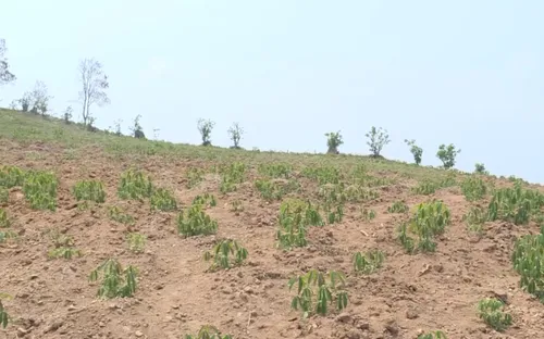 Bị chiếm đoạt trên 30 ha rừng, hơn 10 năm chưa được giải quyết