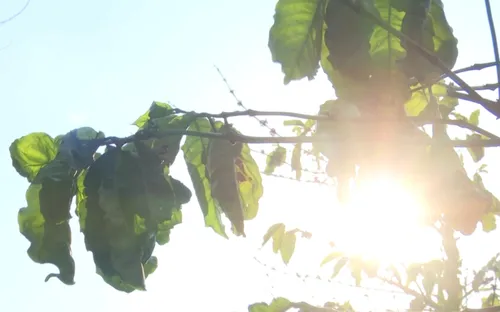 Hạn hán làm thiếu nước tưới tại Gia Lai