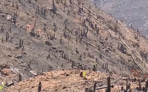 Đắk Lắk làm rõ trách nhiệm để mất gần 400 ha rừng