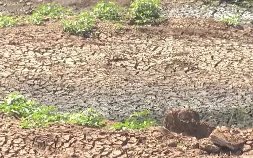 Tây Nguyên "gồng mình" chống hạn