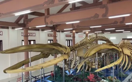 Bộ xương cá voi lớn nhất Việt Nam tại Lý Sơn