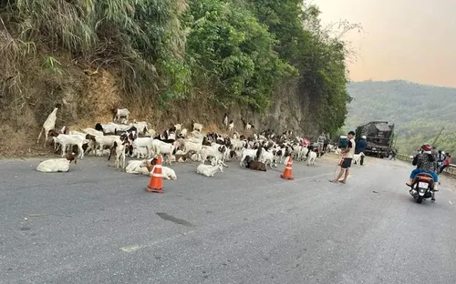 Xe chở hơn 100 con dê gặp nạn, người dân kêu gọi "giải cứu"