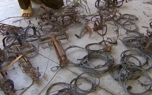 Hiểm nguy từ bẫy thú